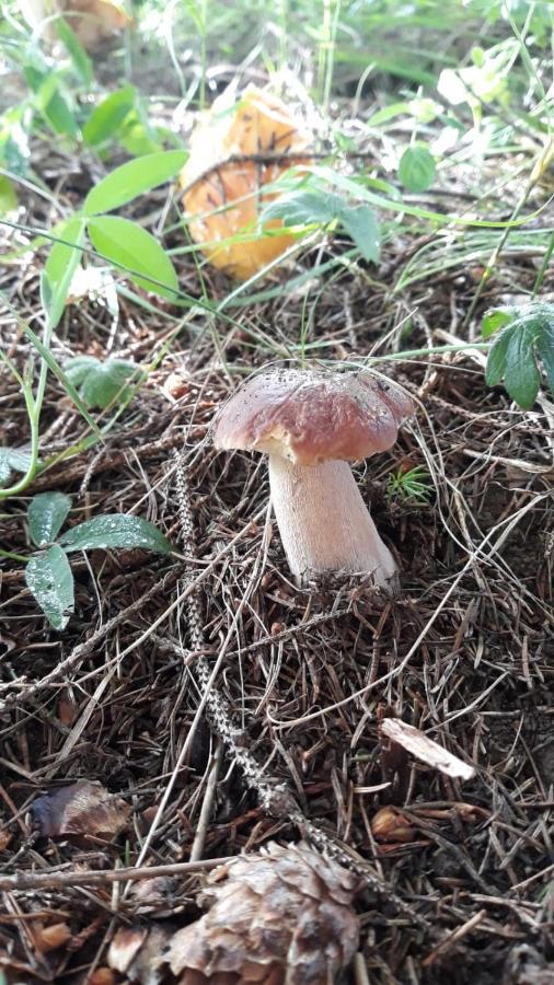 Pensiunea Argela المظهر الخارجي الصورة